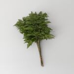 Leather Fern Large