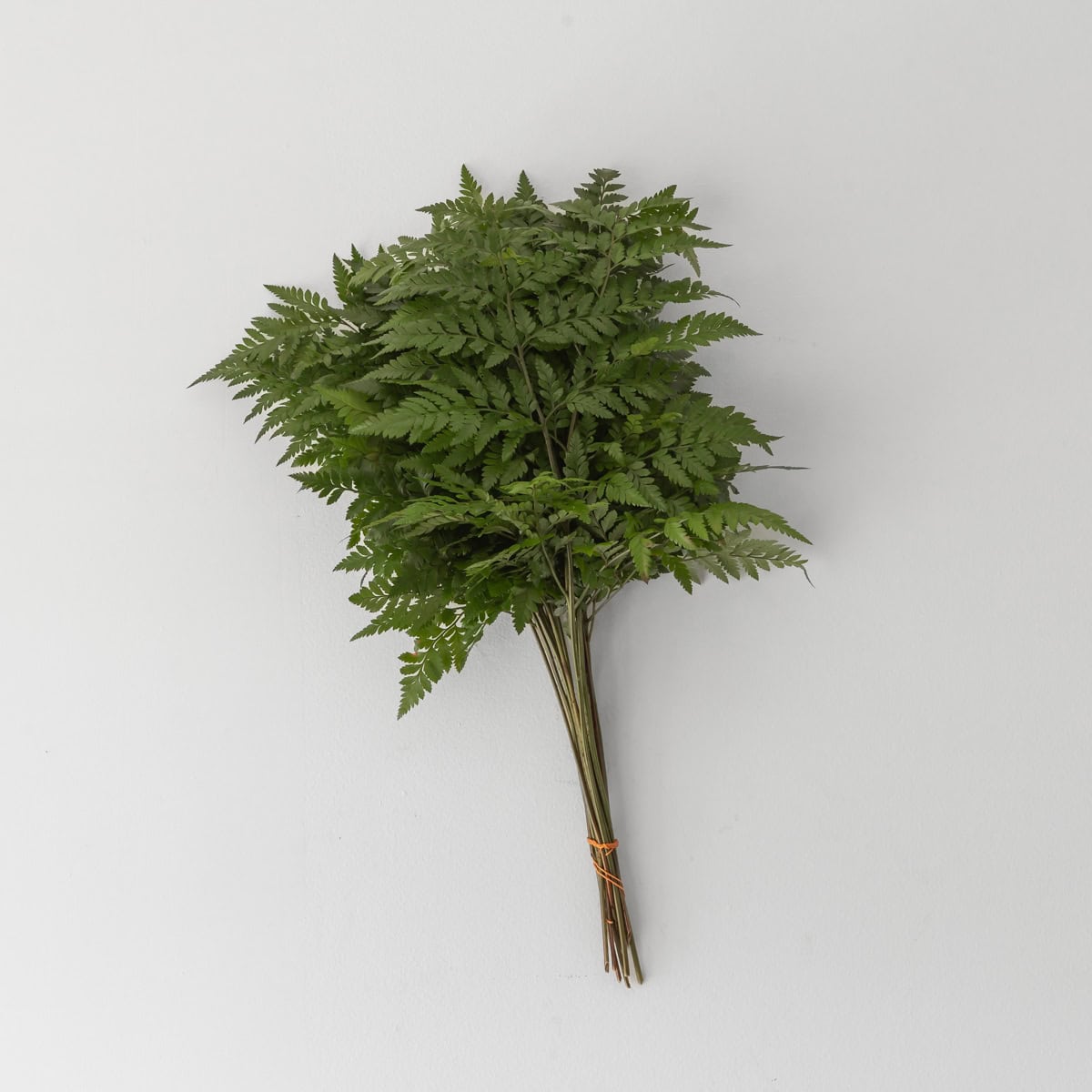 Large leather fern bunch with long green fronds for floral arrangements