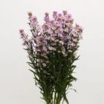 Lavender Mini Asters