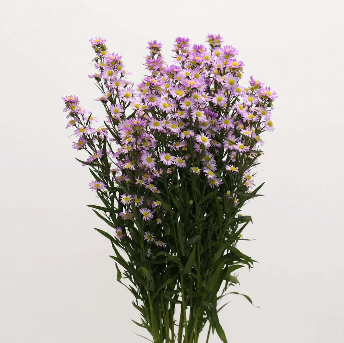 Lavender mini asters bulk bunch – filler flowers for floral arrangements