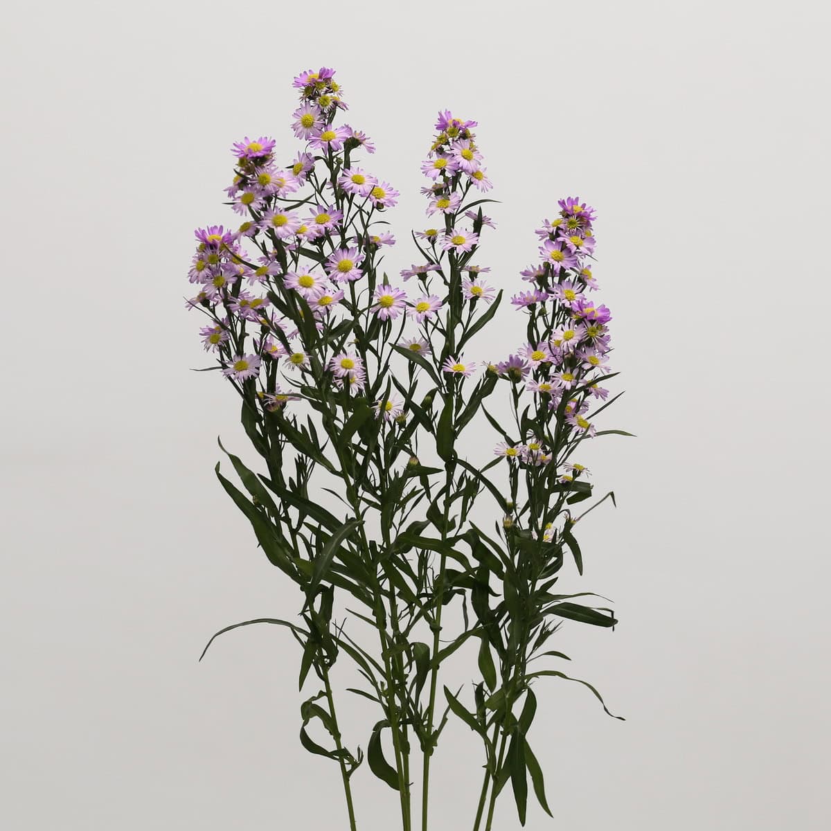 Lavender Mini Asters