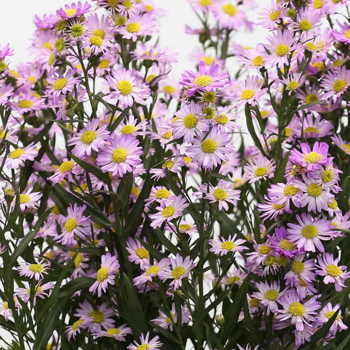 Lavender mini asters bulk flowers dense texture for floral arrangements