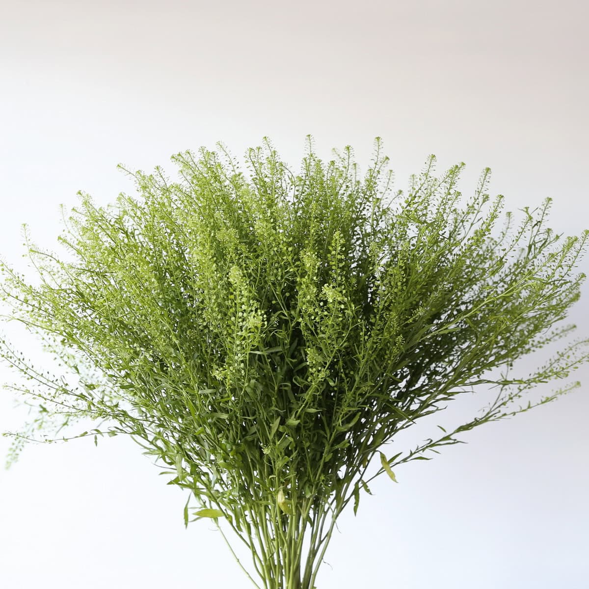 Lepidium Thlaspi bunch with airy green stems bulk greenery