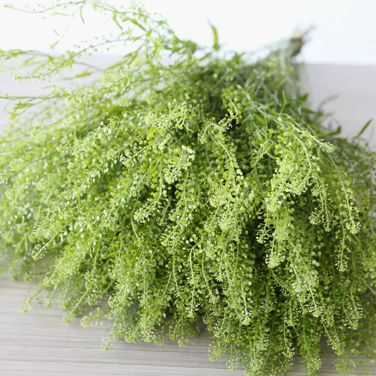 Close up of Lepidium Thlaspi delicate green foliage texture