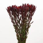 Leucadendron Safari Sunset