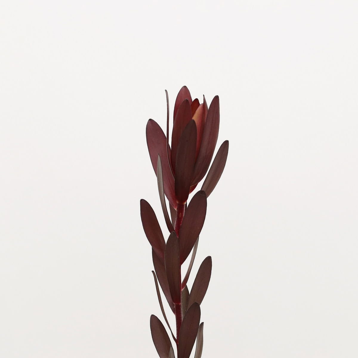 Leucadendron Safari Sunset