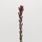 Leucadendron Safari Sunset
