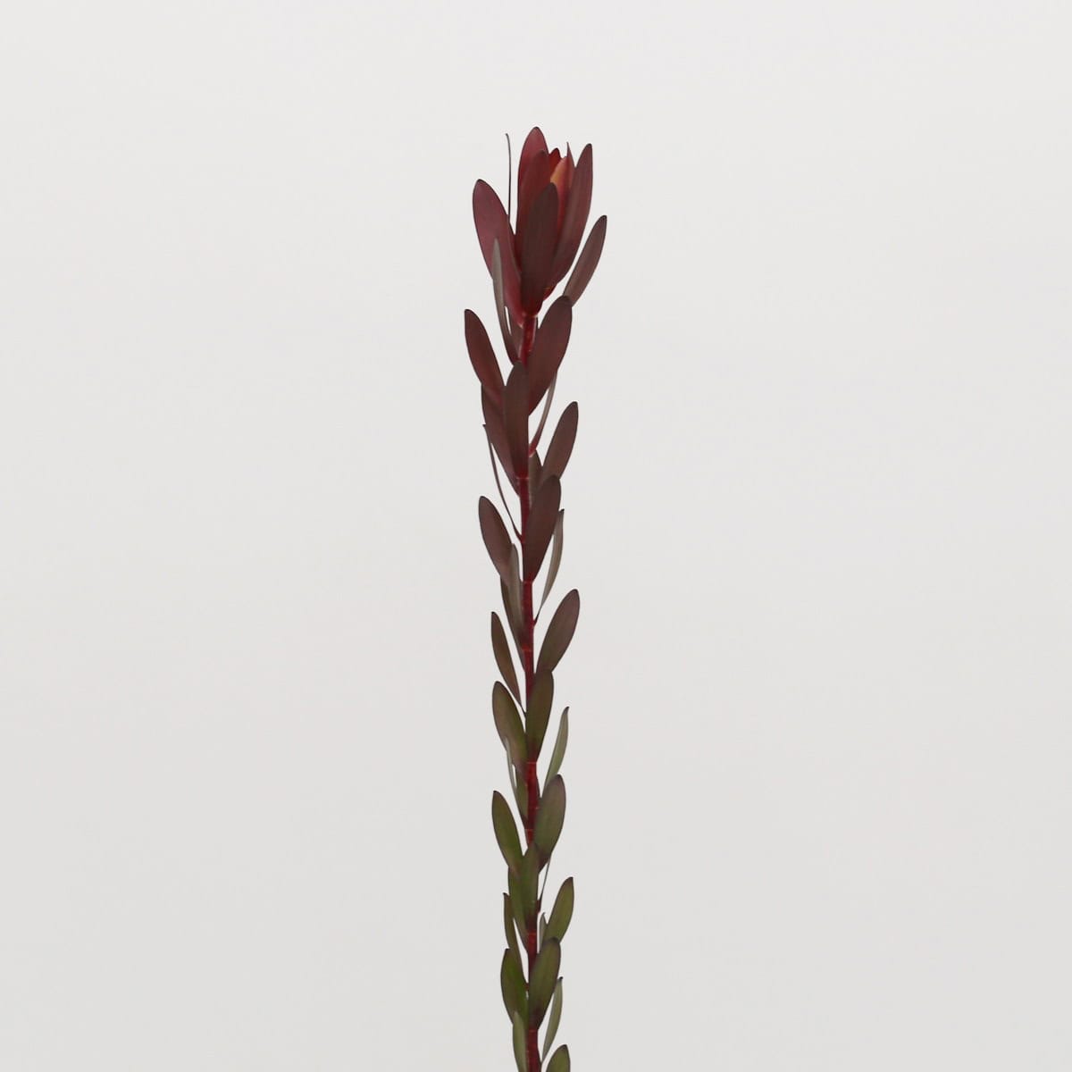 Leucadendron Safari Sunset