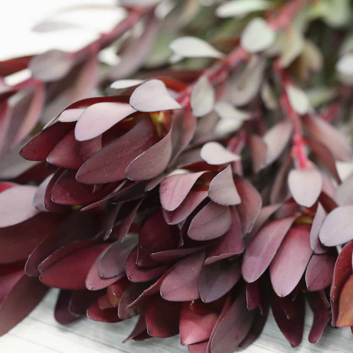 Close-up texture of Leucadendron Safari Sunset leaves