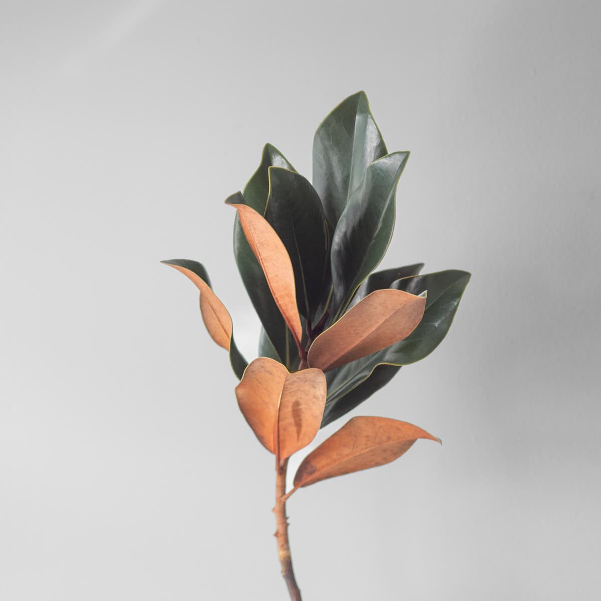 Magnolia Tips