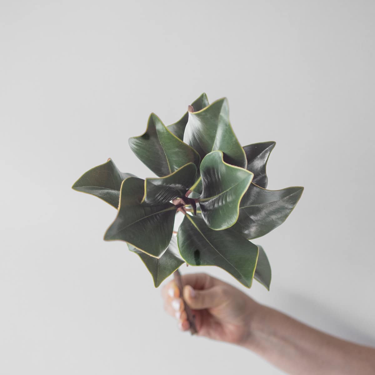 Magnolia Tips