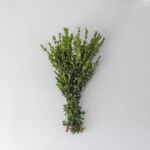 Myrtle Greenery