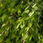 Myrtle Greenery