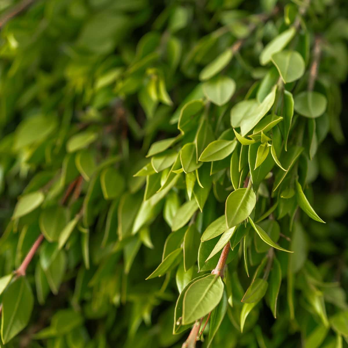 close up of fresh myrtle greenery with small glossy green leaves