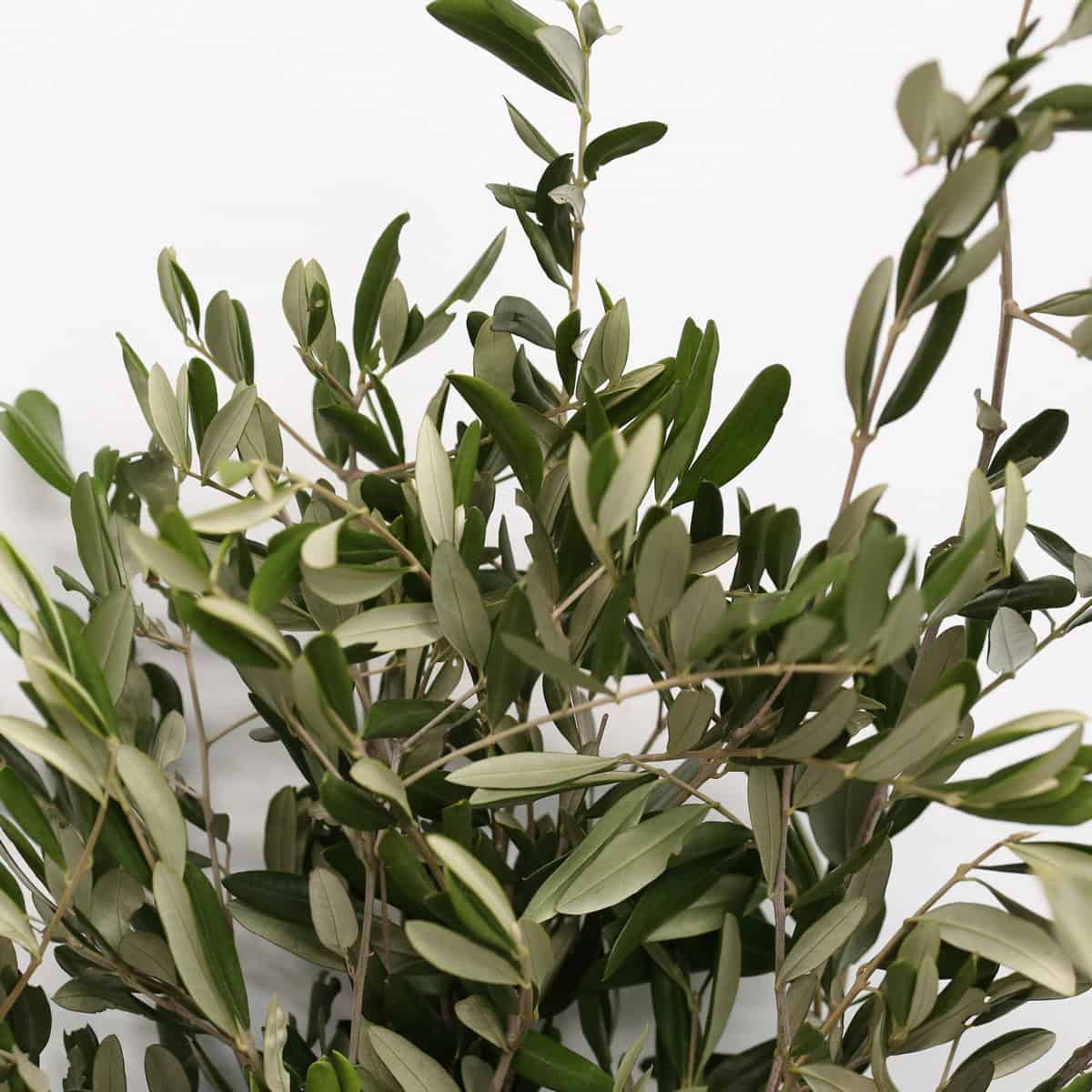 Fresh olive branches silvery green foliage close-up bulk greenery