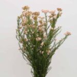 Pink Rice Flower