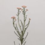 Pink Rice Flower