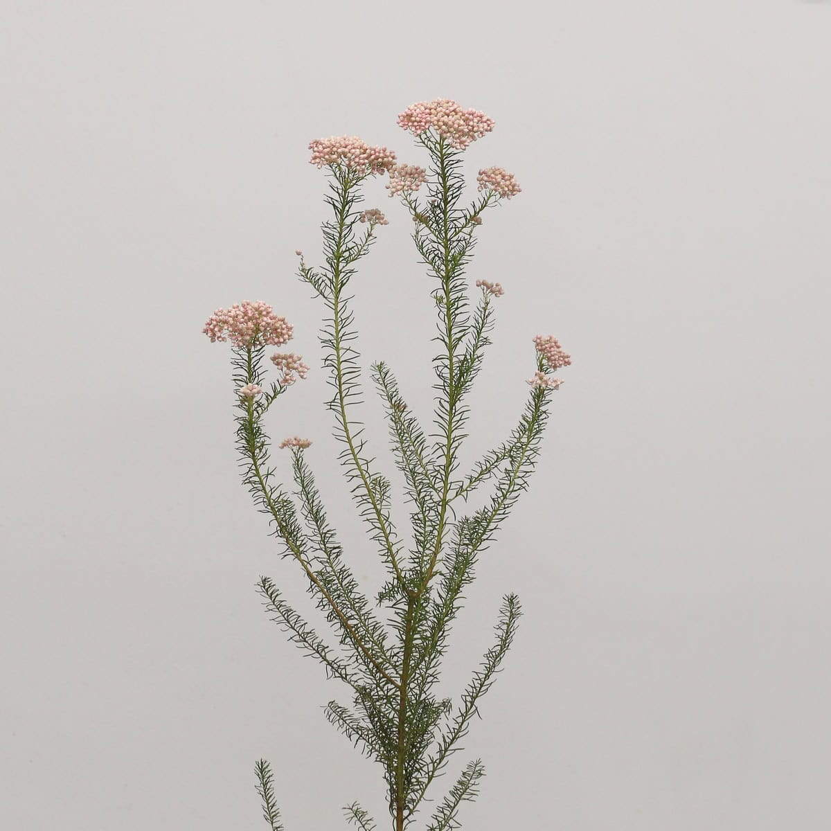 Pink Rice Flower