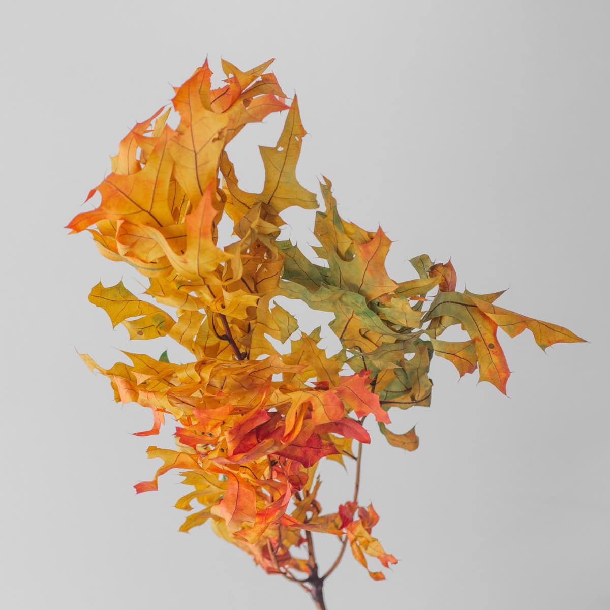 preserved oak leaves close up autumn texture