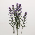 Purple Mini Asters
