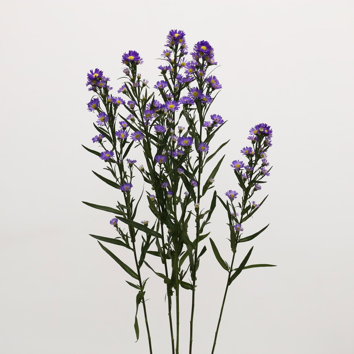 Purple Mini Asters