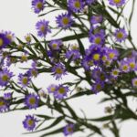 Purple Mini Asters