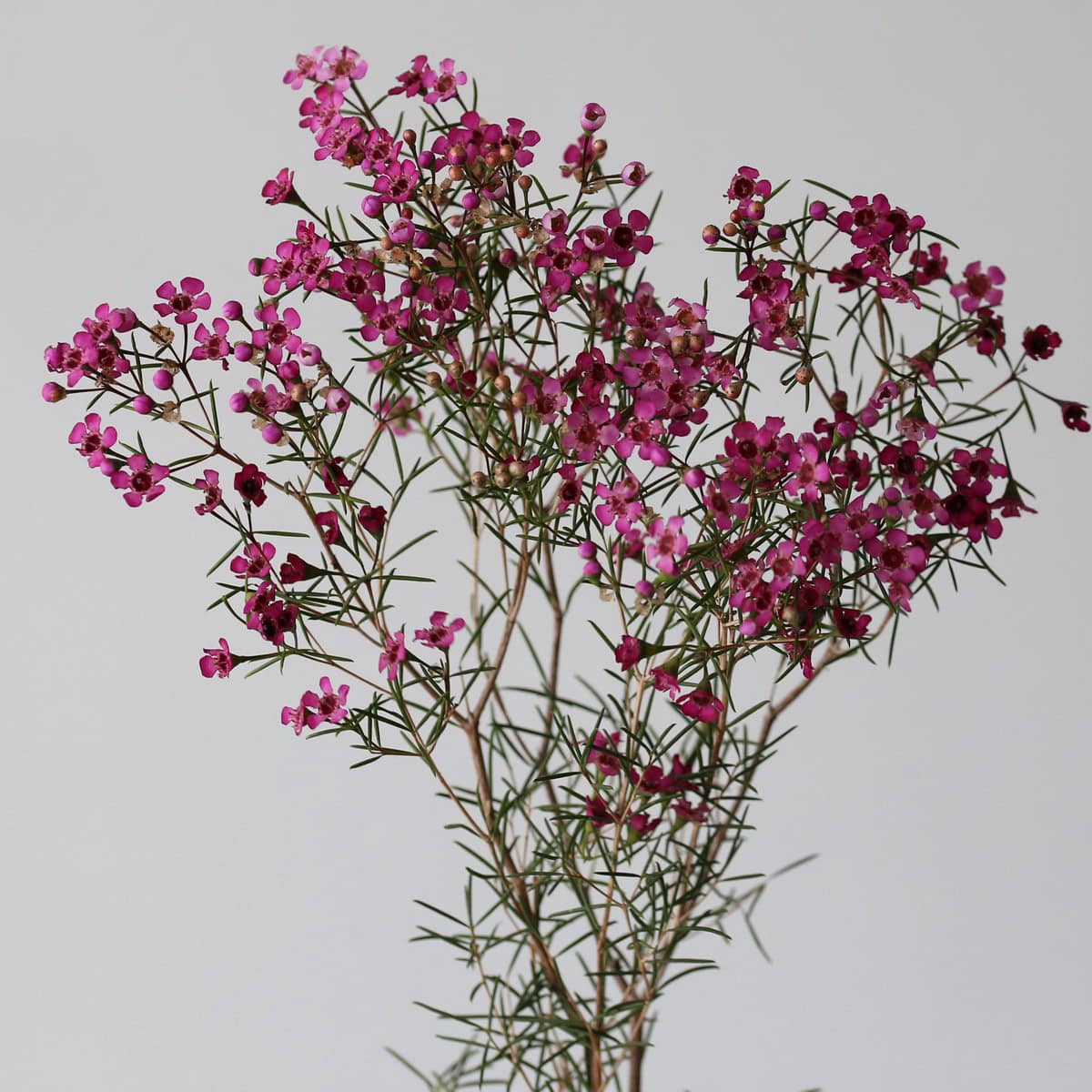 Waxflower mauve