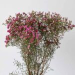 Waxflower mauve