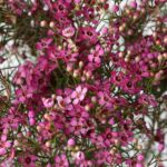 Waxflower mauve