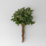 Salal Greenery