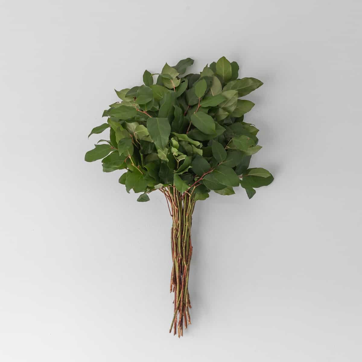 Salal greenery bunch with lush green leaves for bulk floral arrangements