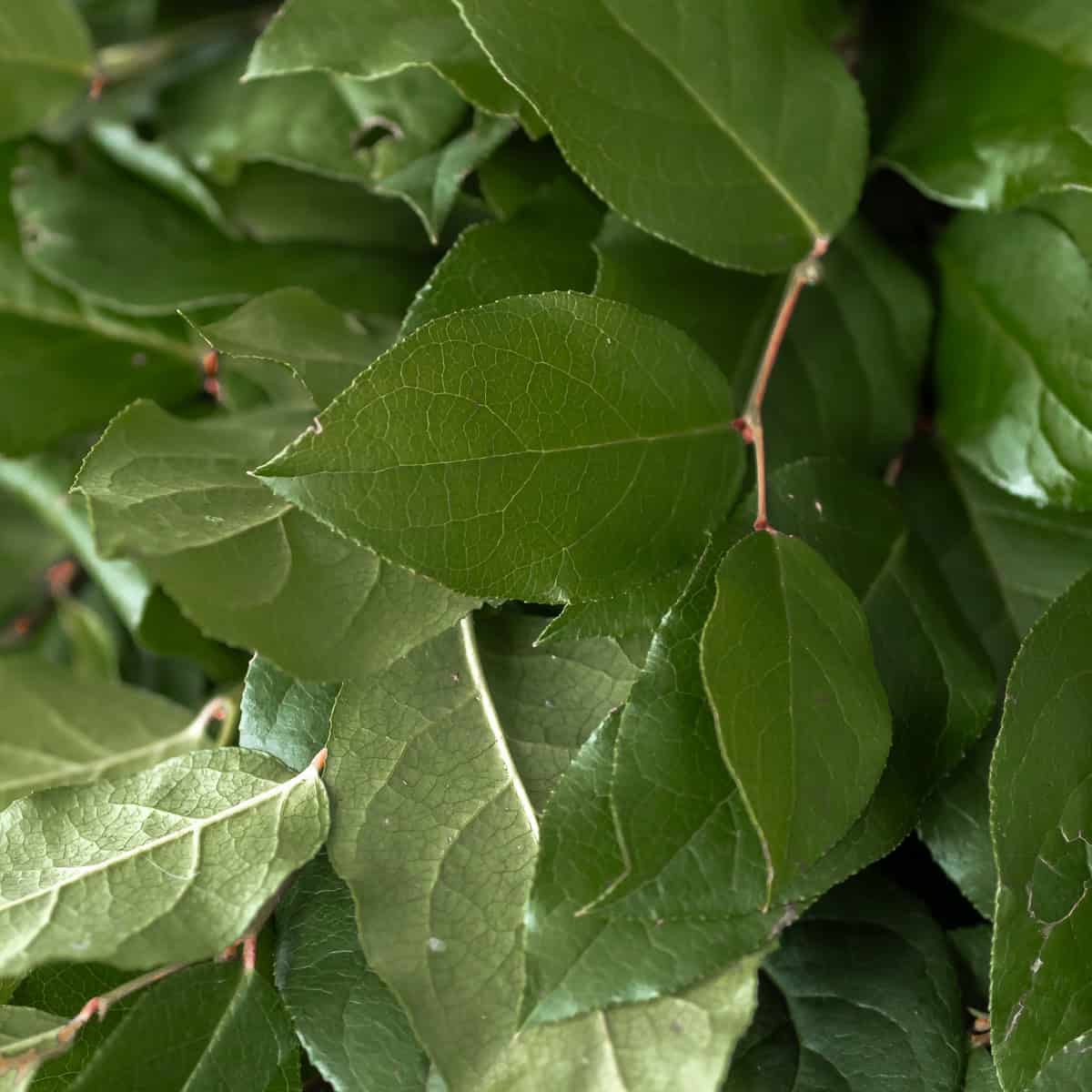 Close-up of salal greenery leaves with glossy texture and deep green color