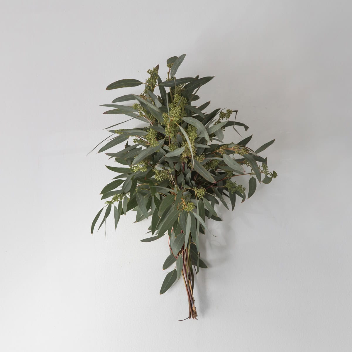 seeded eucalyptus bulk bunch with silvery leaves and decorative seed pods