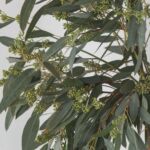 Seeded Eucalyptus