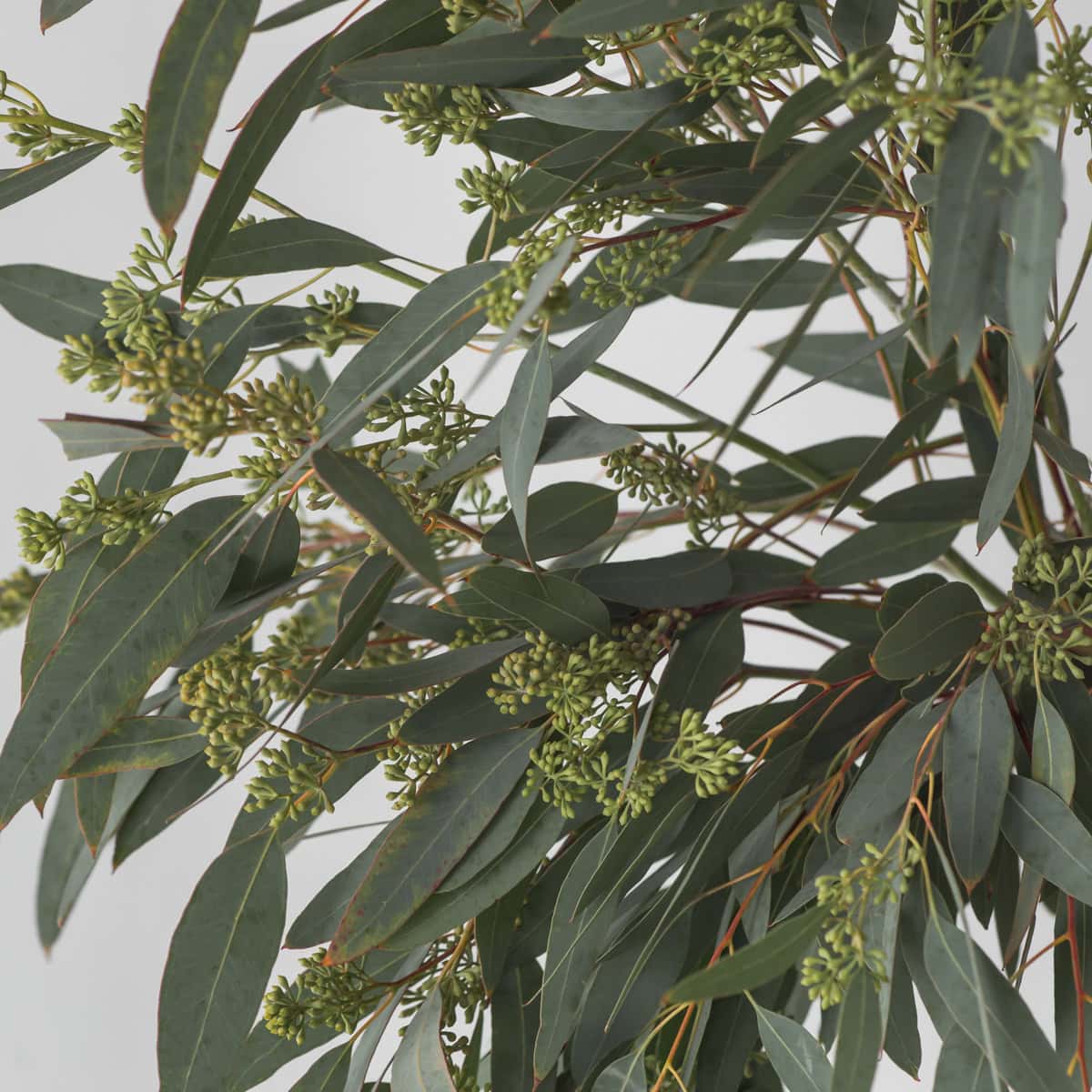 close-up of seeded eucalyptus leaves and seed pods texture