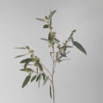 Seeded Eucalyptus