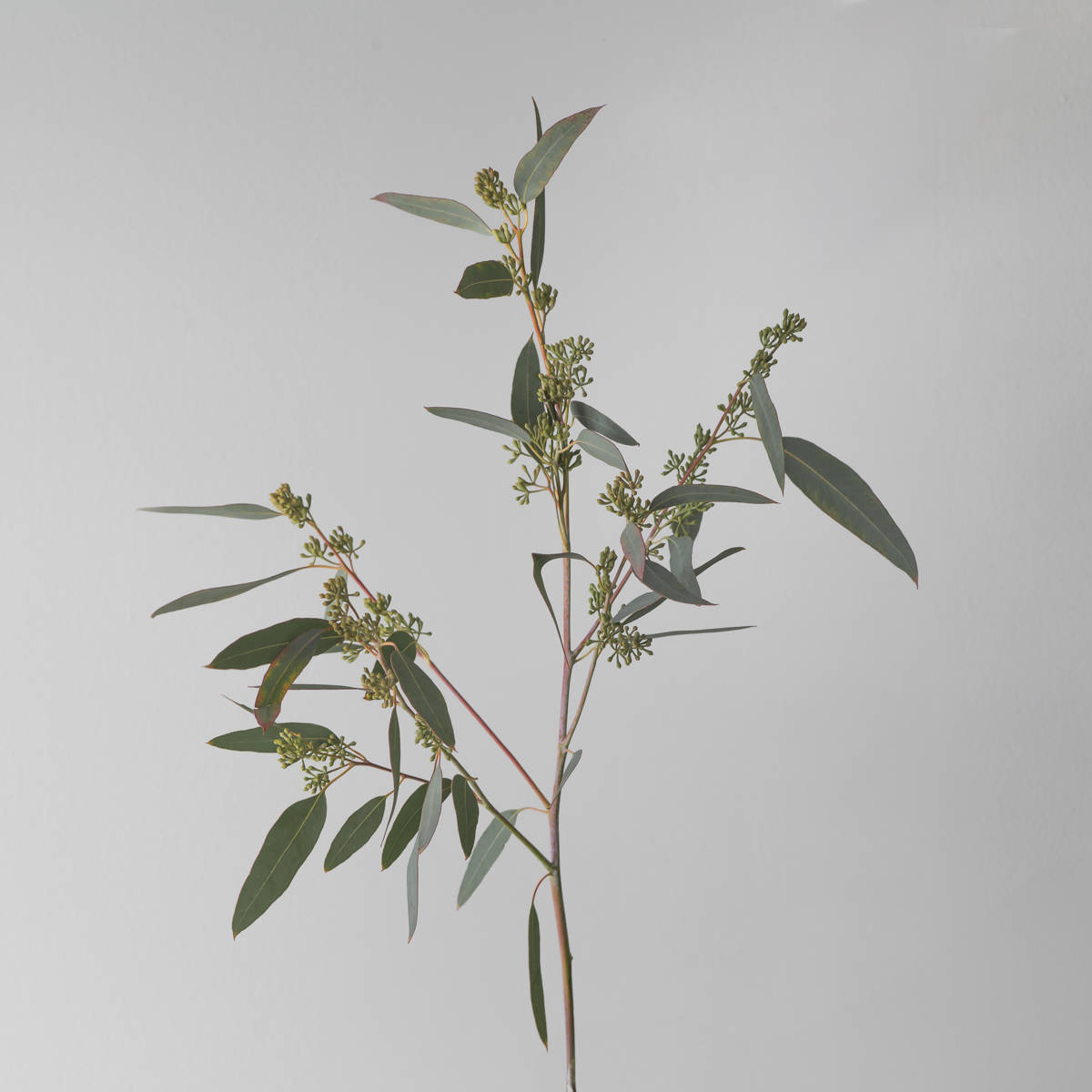 Seeded Eucalyptus