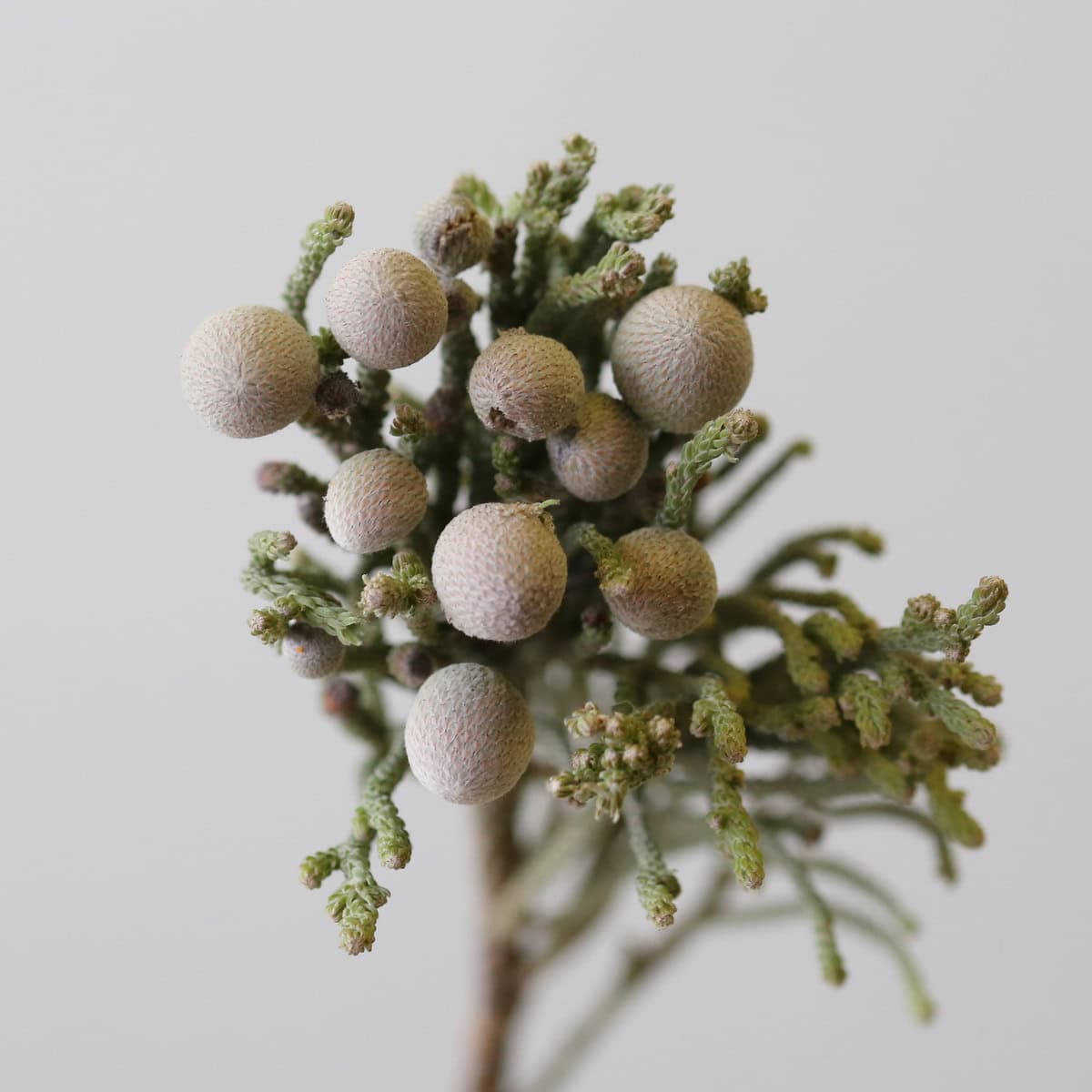 Silver Brunia