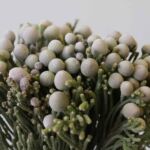 Silver Brunia