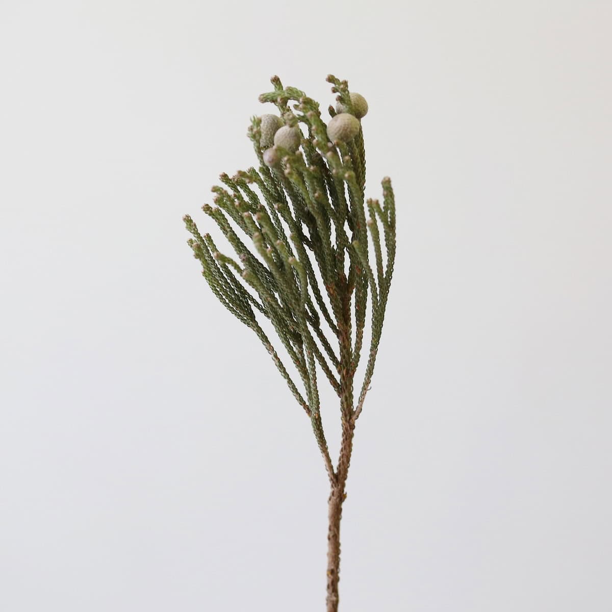 Silver Brunia