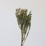 Silver Brunia