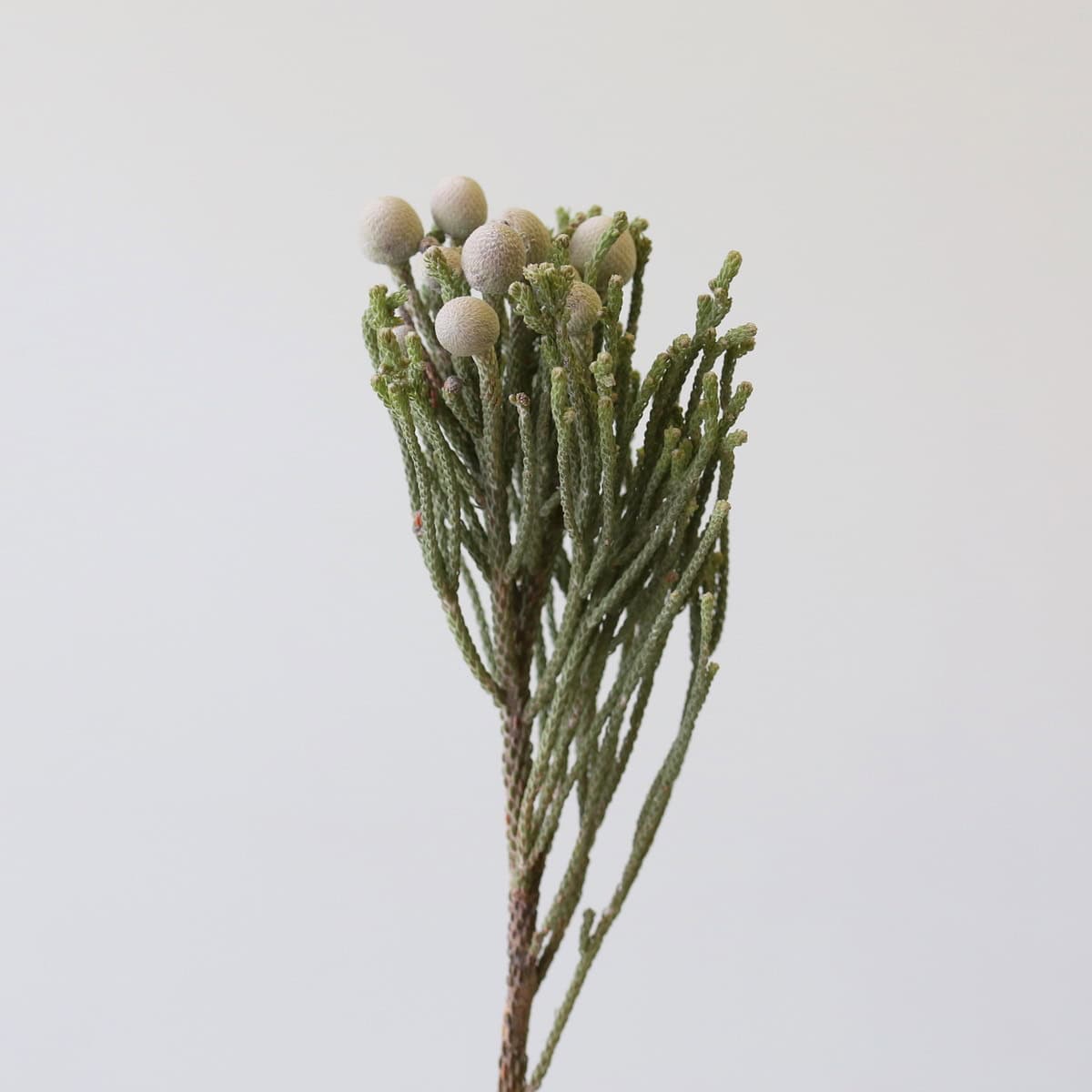 Silver Brunia