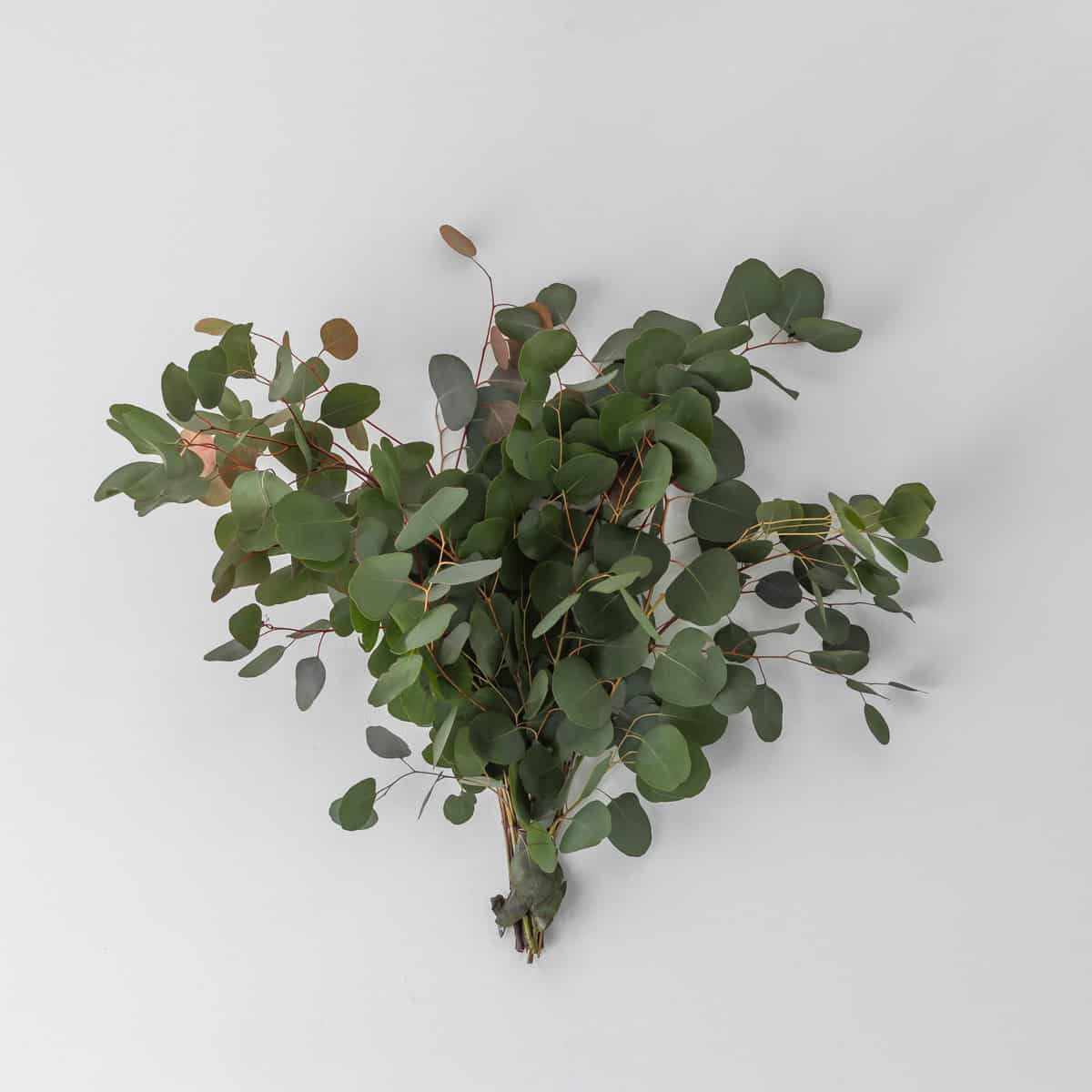 Bunch of silver dollar eucalyptus stems arranged for floral design