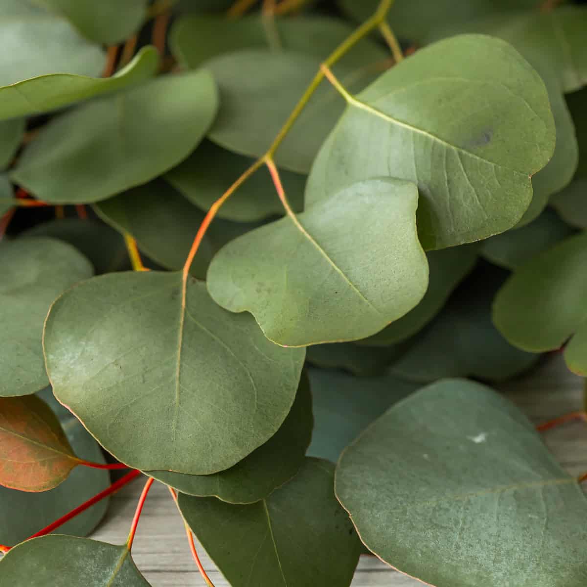 Close-up of silver dollar eucalyptus leaves showing round shape and soft green tones
