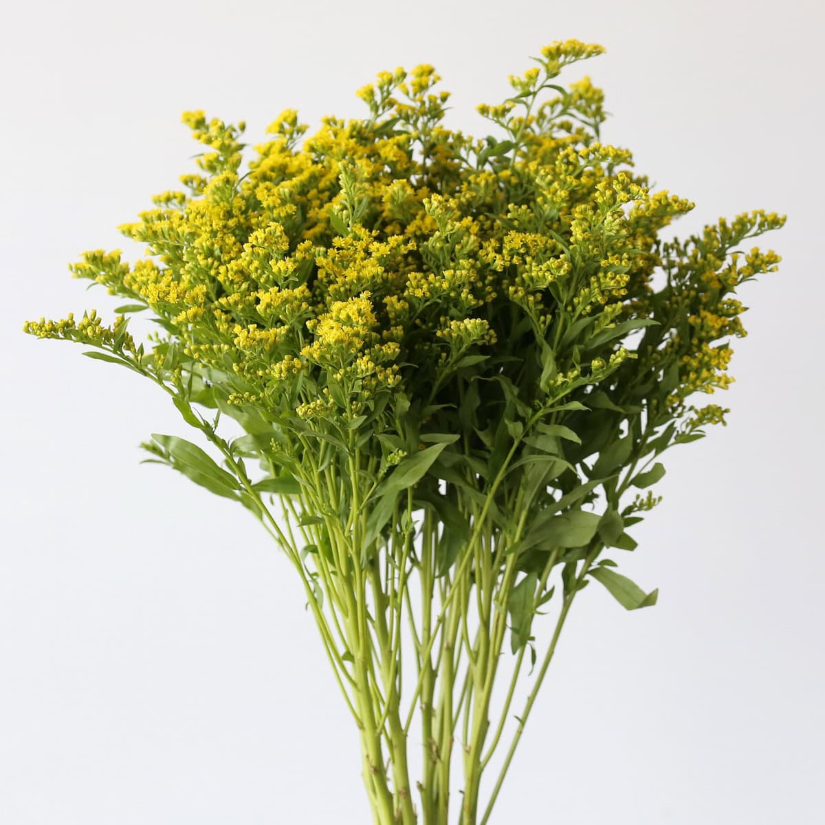 Solidago yellow bunch bulk flowers for weddings and centerpieces