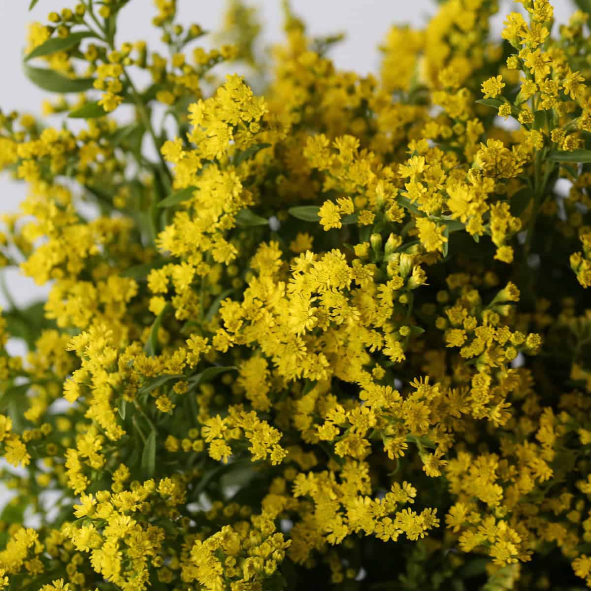 Solidago yellow close up filler flower for bouquets and floral design