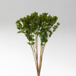 Spray Hypericum Green