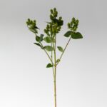 Spray Hypericum Green