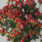 Spray Hypericum Red