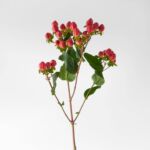 Spray Hypericum Red